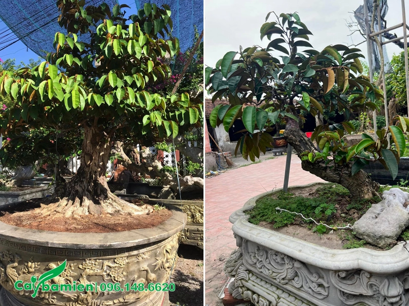 Chậu cây Vú Sữa cảnh được tạo dáng bonsai đẹp, thân uốn tự nhiên và tán gọn thanh thoát