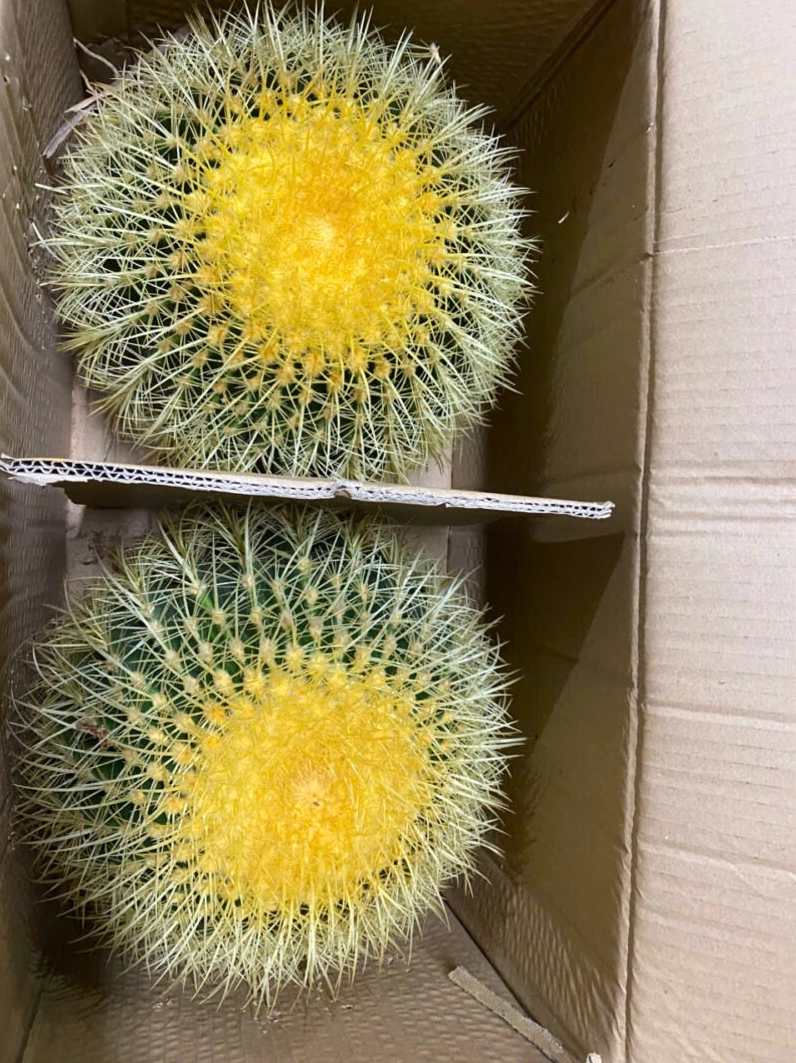 Chậu cây Xương Rồng Kim Hổ vàng size đại đặt nổi bật với thân tròn vững chãi
