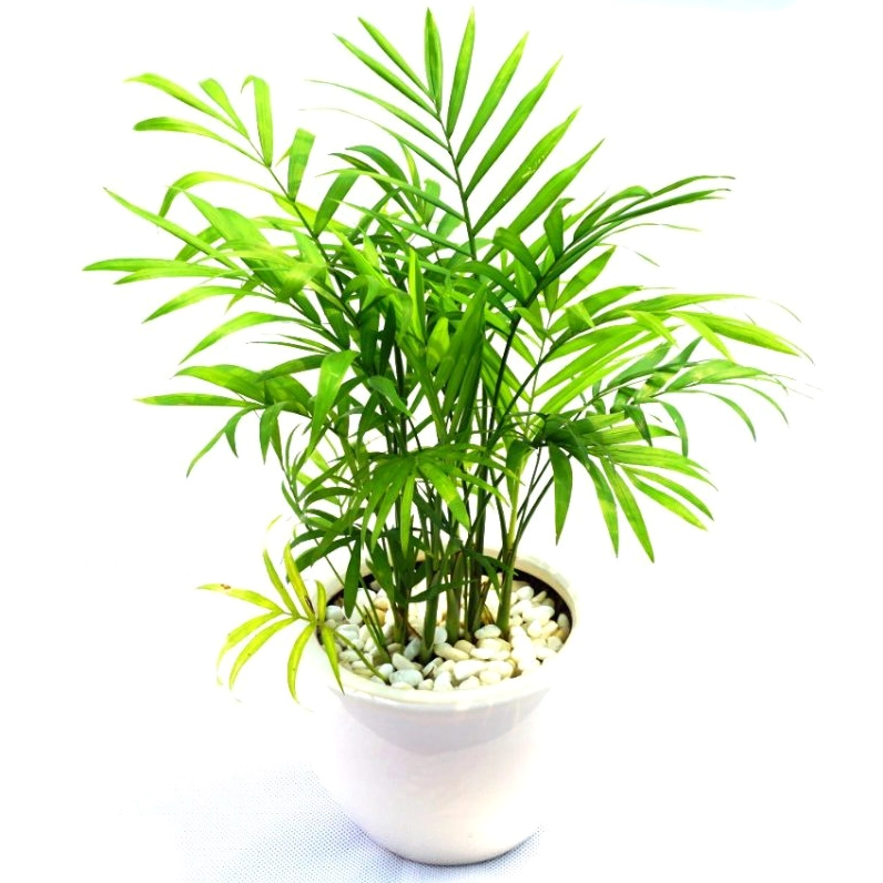 Chậu cọ cảnh với tán lá xòe mềm, xanh đậm nổi bật trên nền sáng hiện đại