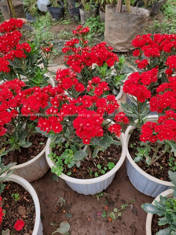Chậu Hoa bỏng dễ trồng với nhiều màu sắc tươi đẹp, phù hợp trang trí quanh năm