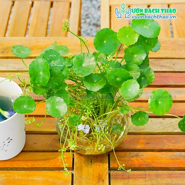 Chậu Hoa Cỏ Đồng Tiền trồng trong nước với những lá tròn xanh mướt vươn thanh mảnh đầy sức sống
