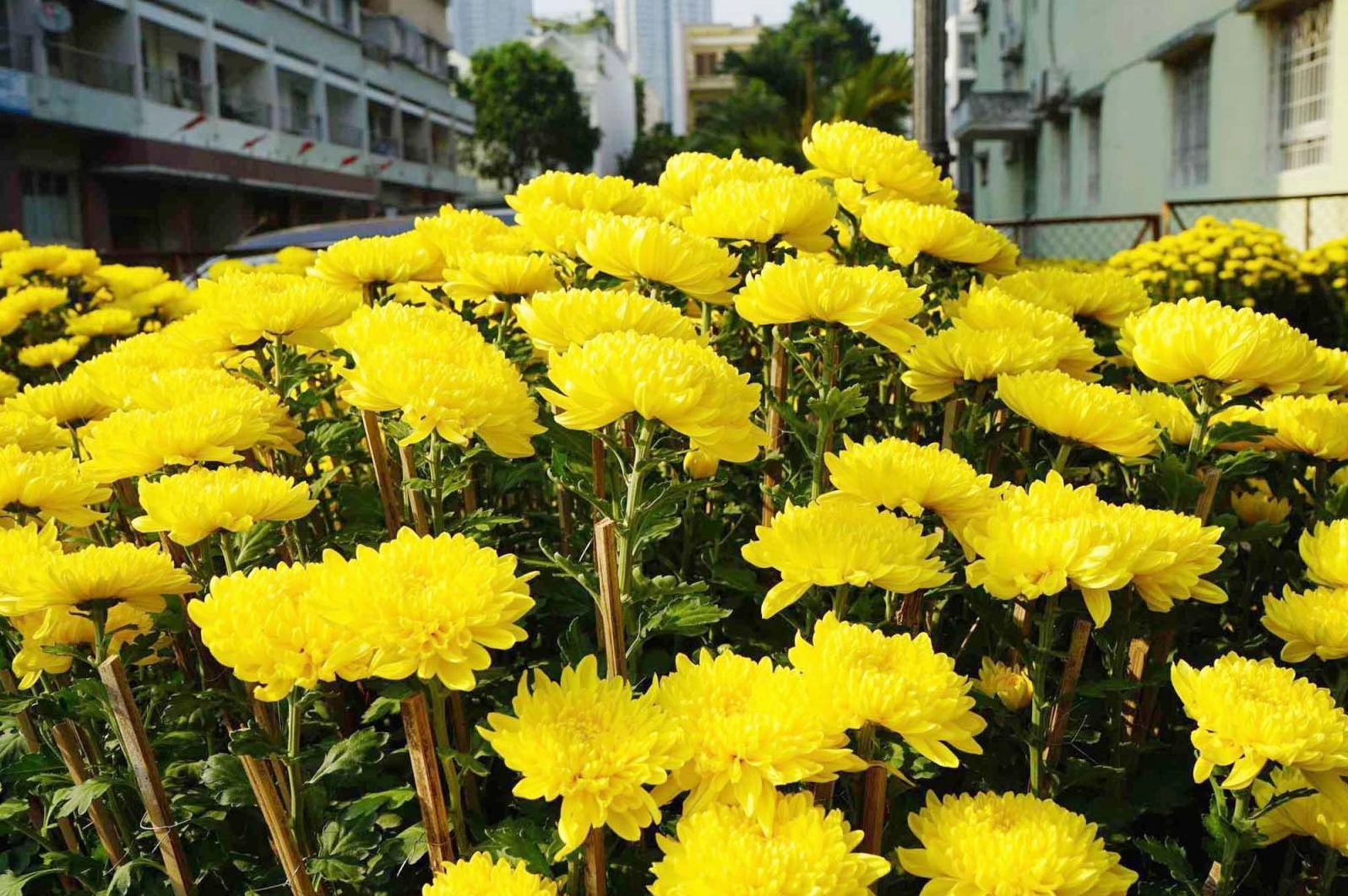 Chậu hoa cúc đại đóa vàng nở rực trong mùa Tết với những bông lớn sáng bừng không gian