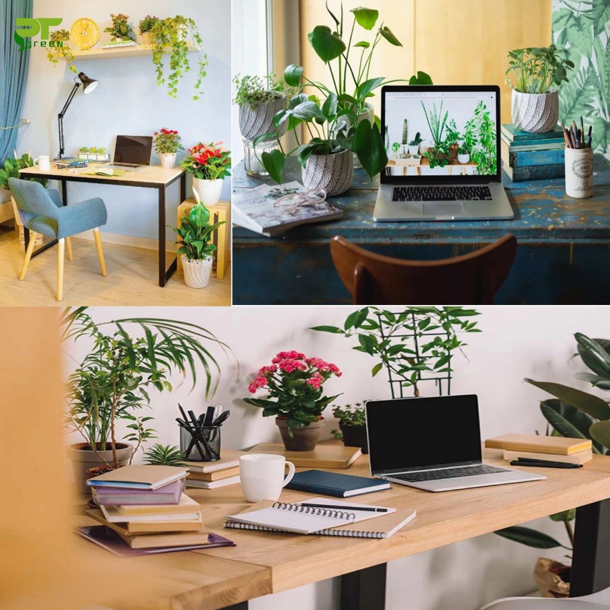 Chậu hoa để bàn minh họa lợi ích làm đẹp không gian và tạo cảm giác thư giãn