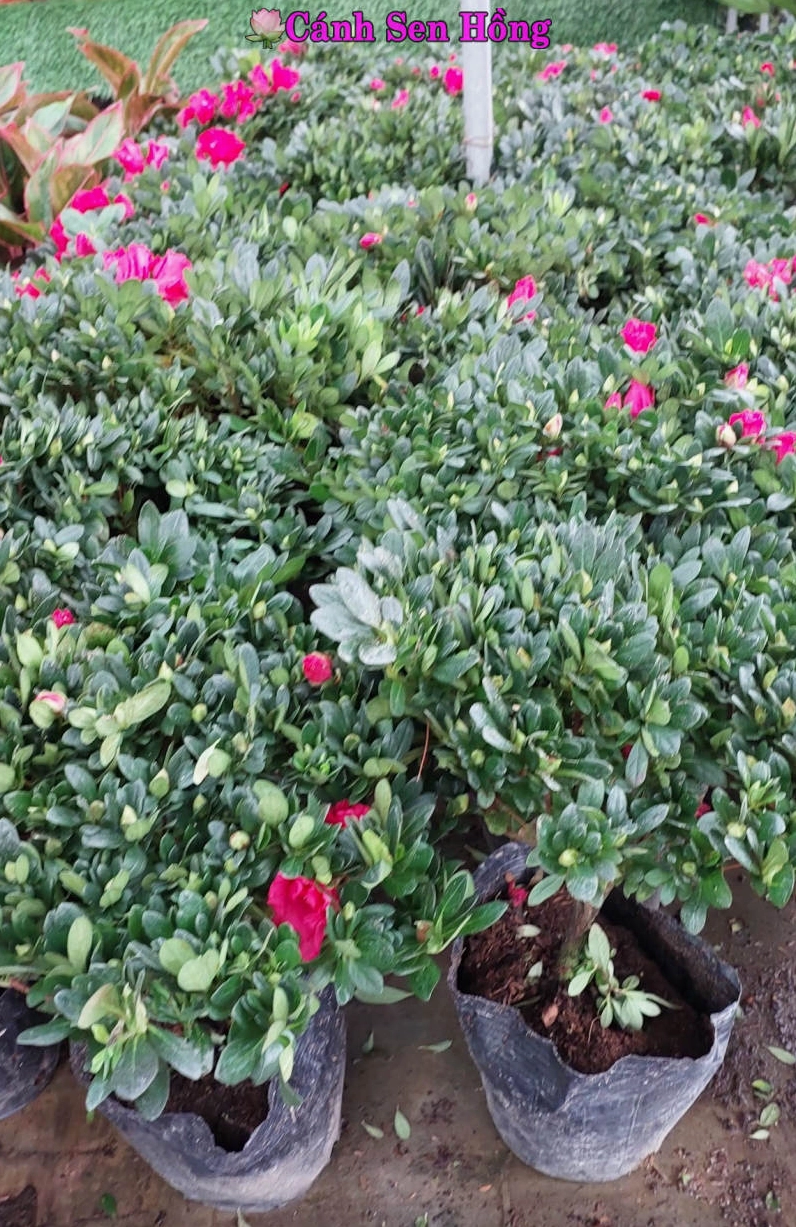 Chậu hoa đỗ quyên khoe sắc với cánh hoa xếp lớp mềm mại