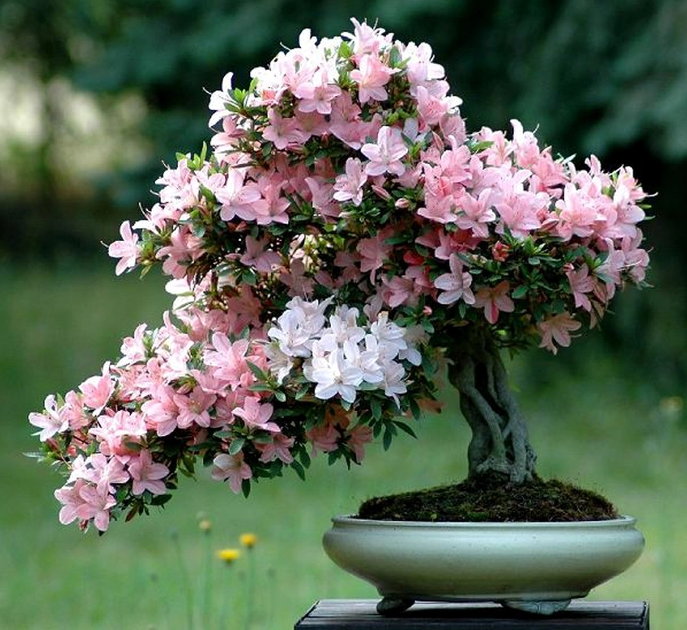 Chậu Hoa Đỗ Quyên mang vẻ thanh lịch quý phái làm sáng bừng không gian sống hiện đại