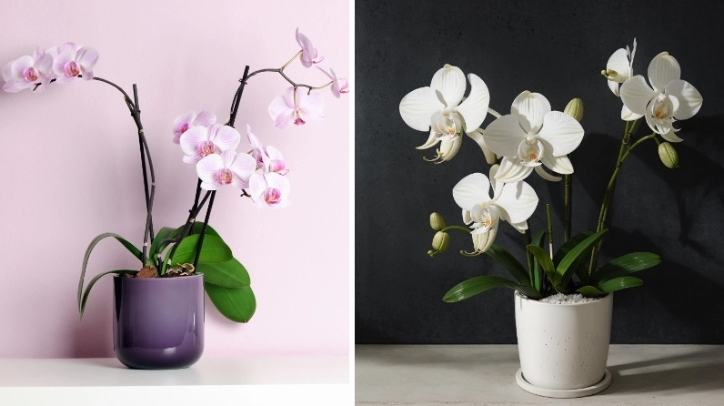 Chậu hoa Lan Hồ Điệp được phối dáng cân đối tạo điểm nhấn trang trí sang trọng