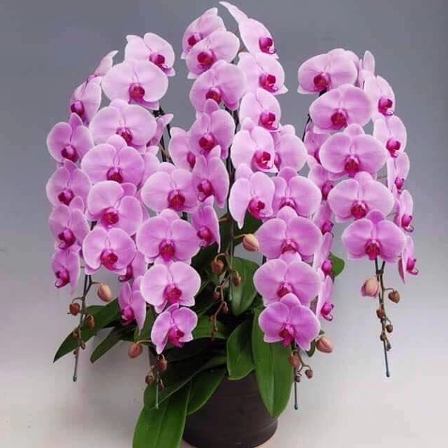 Chậu Hoa Lan Hồ Điệp siêu dài được sắp đặt thanh lịch, thích hợp làm quà tặng tinh tế trong nhiều dịp