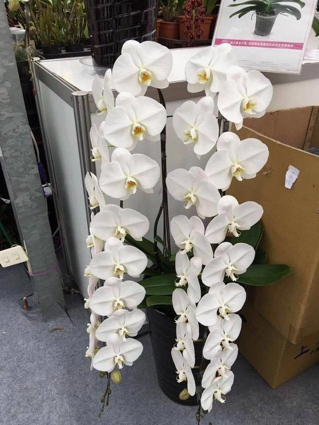 Chậu hoa Lan Hồ Điệp siêu dài phong thái nữ hoàng với cụm hoa nổi bật và bố cục đầy cuốn hút