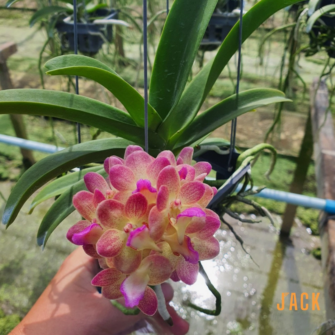Chậu Hoa Lan Ngọc Điểm hồng cánh gấm nở dày với sắc hồng ngọt ngào và vẻ sang trọng nổi bật