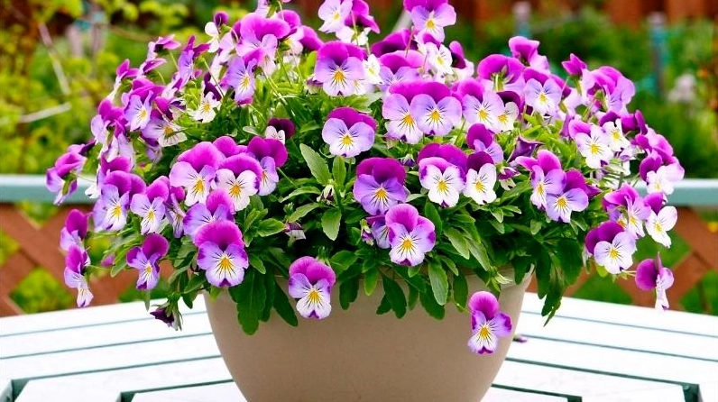 Chậu Hoa Pansy đẹp mắt đặt gọn trong không gian sân vườn tạo điểm nhấn sinh động