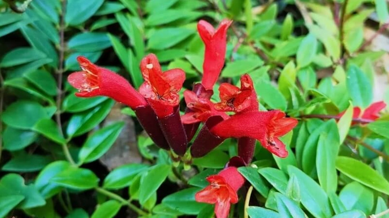 Chậu Hoa son môi khoe sắc trên ban công nhỏ với thân rủ mềm và hoa đỏ tươi