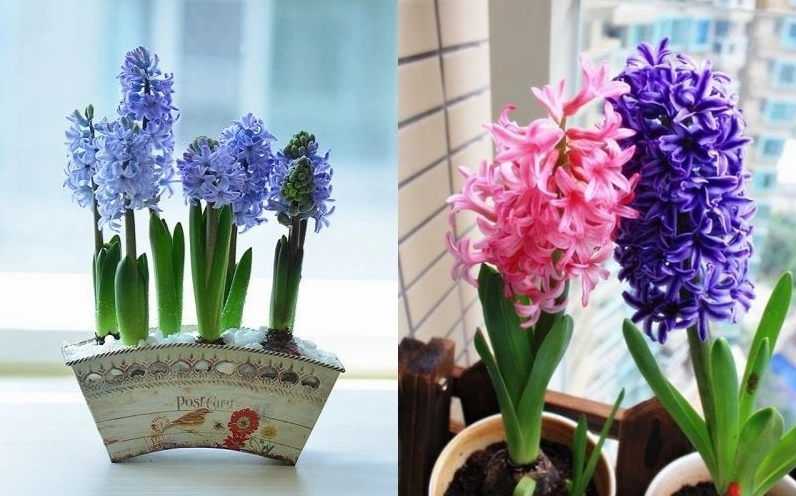 Chậu Hoa tiên ông được bày bán gọn đẹp, thích hợp chọn mua để trang trí nhà dịp đầu năm