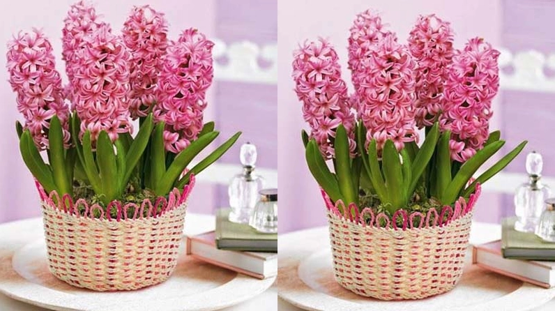 Chậu Hoa tiên ông màu hồng phấn nở đều, sắc hoa mềm mại phù hợp trang trí bàn nhỏ