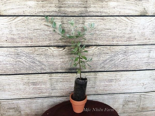 Chậu Hoa Tuyết Sơn phi hồng với lá bạc và hoa hồng tím tạo điểm nhấn thanh nhã
