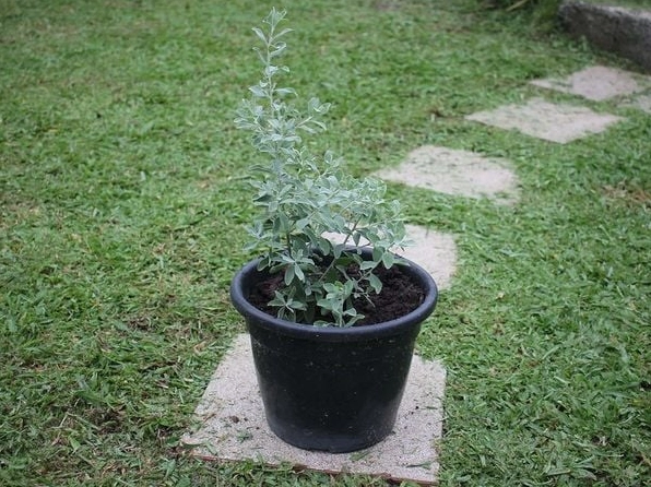 Chậu Hoa Tuyết Sơn với giá thể tơi thoáng giúp bộ rễ phát triển và cây sinh trưởng mạnh