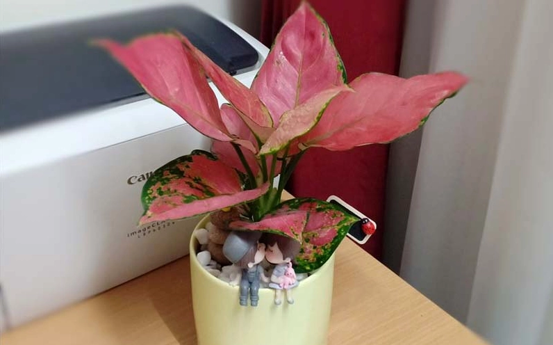 Chậu Hồng Phát Lộc để bàn với sắc lá đỏ hồng nổi bật trong không gian nội thất sáng sủa