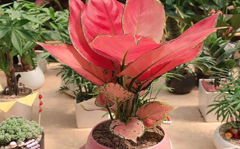 Chậu Hồng Phát Lộc được dùng để chưng Tết với dáng cây tươi tốt và màu lá rực rỡ