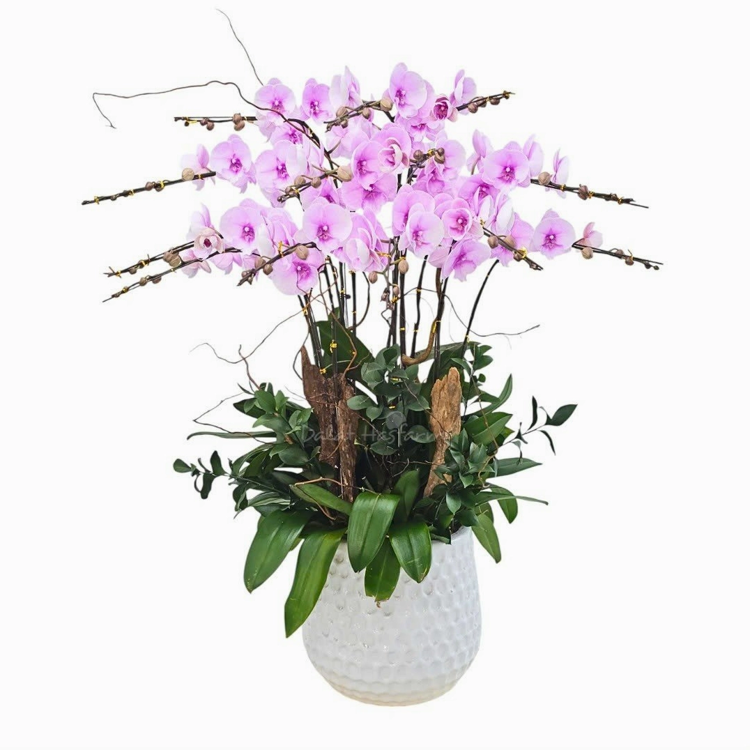 Chậu Lan Hồ Điệp Hồng Phát 130 nổi bật với sắc hoa tươi tắn và bố cục tròn đầy sang trọng