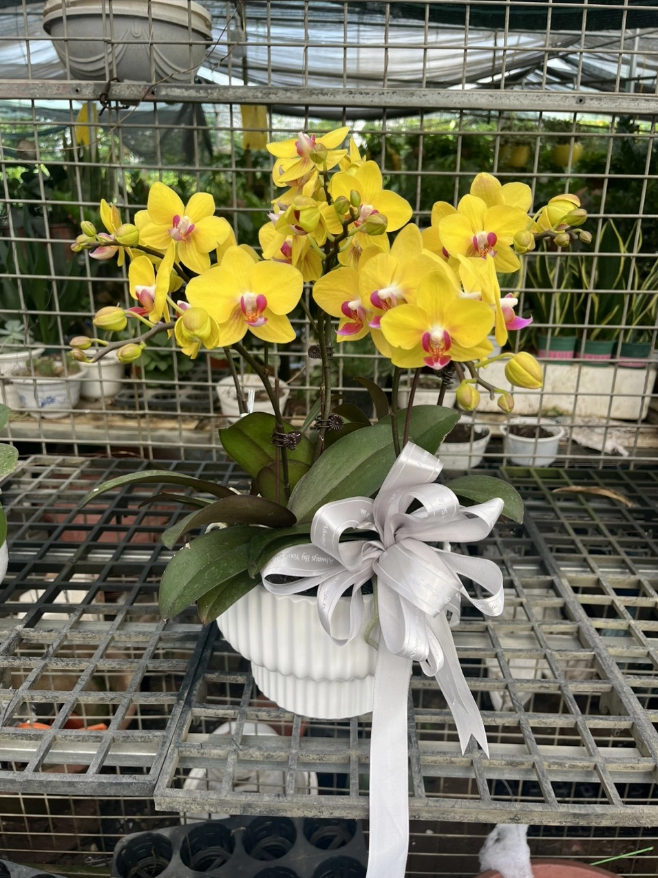 Chậu Lan hồ điệp vàng mini sáu cây với dáng hoa thanh lịch gợi ý phối cảnh cùng cây xanh nội thất