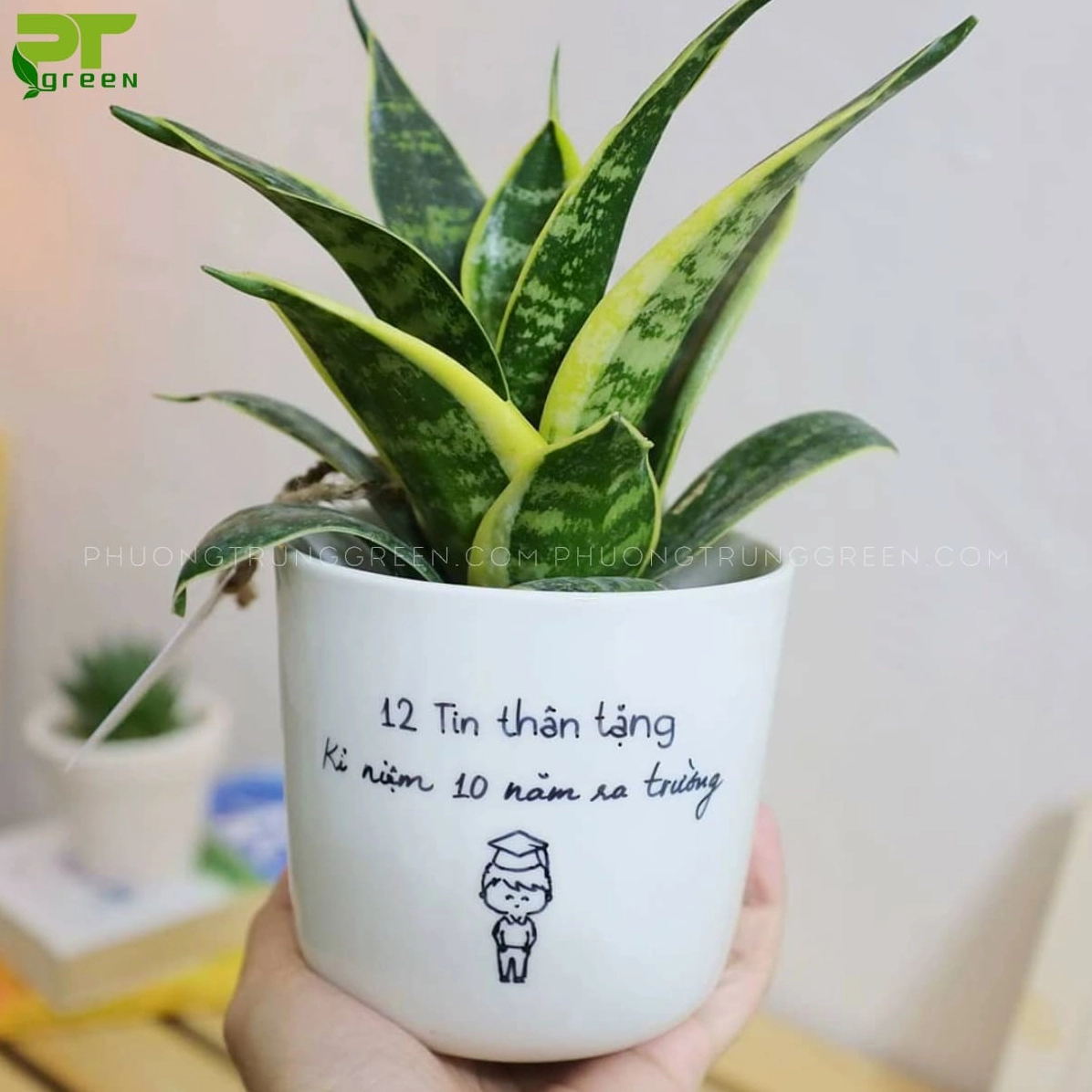 Chậu Lưỡi Hổ để bàn làm quà tặng với sắc xanh tươi và bố cục nhỏ xinh trang nhã