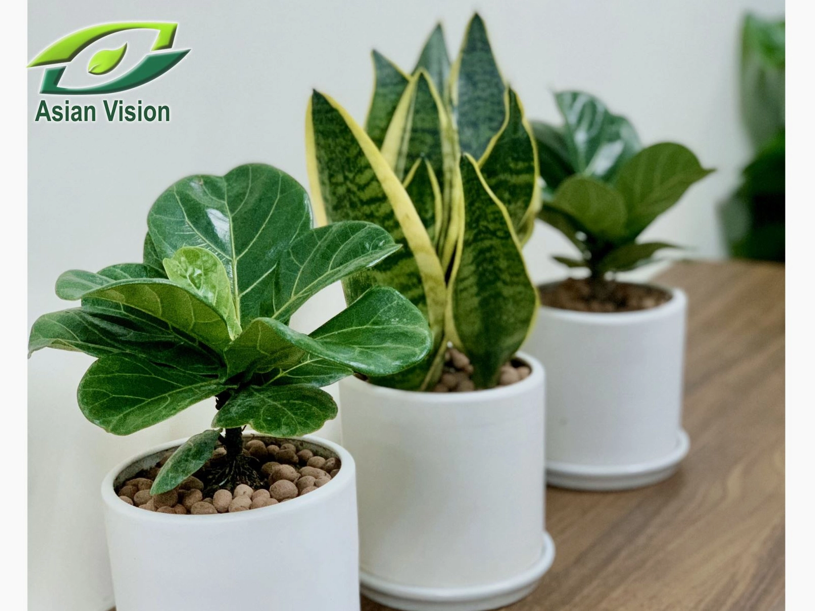 Chậu Lưỡi Hổ mini có lá vươn thẳng mạnh mẽ dùng làm điểm nhấn xanh trong nhà