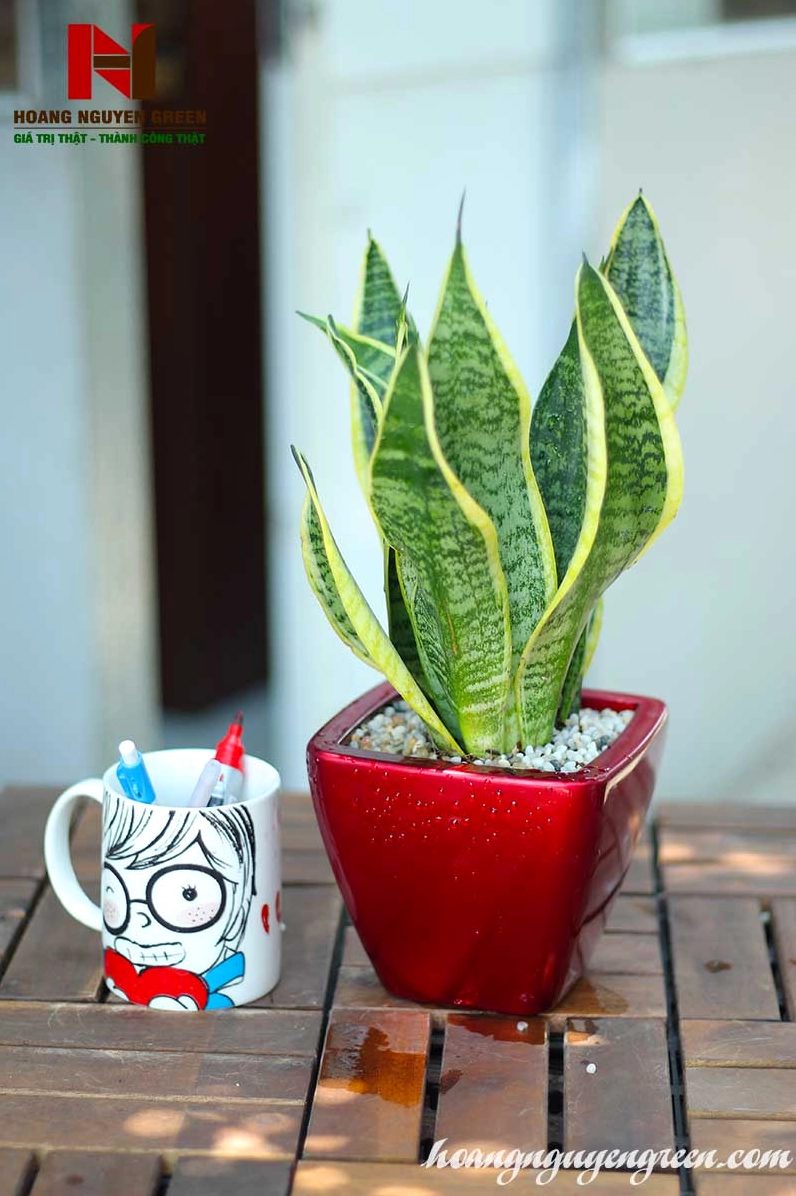 Chậu Lưỡi Hổ phong thủy với dáng lá vươn cao tượng trưng cho sự bảo vệ và quyết tâm