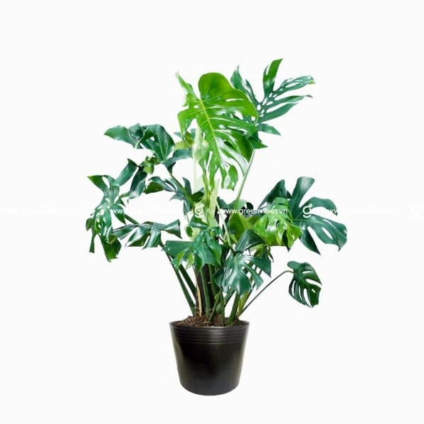 Chậu Monstera xanh đậm với những phiến lá xẻ lớn nổi bật trong không gian nội thất