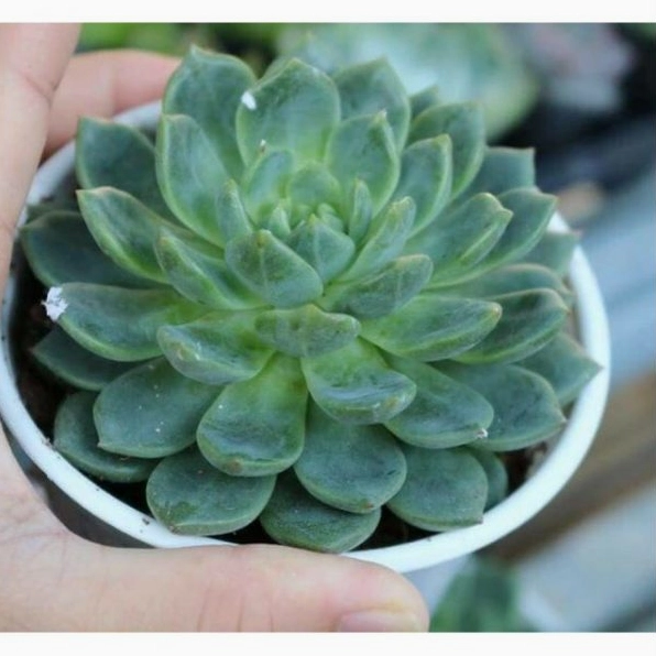 Chậu sen đá bánh bao lửa đẹp với lá mọng tròn xếp thành hoa thị và viền đỏ ấm nổi bật