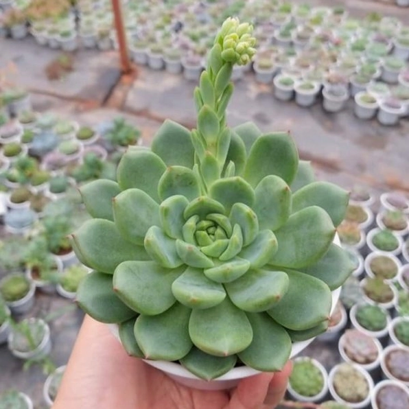 Chậu sen đá bánh bao lửa được chăm sóc khỏe mạnh với lá dày xanh mướt và viền đỏ rõ nét