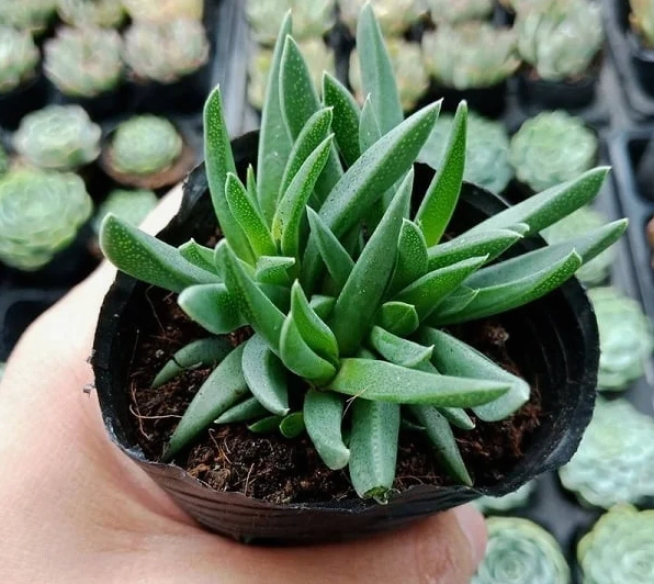 Chậu Sen Đá Cỏ Ngọc xanh mướt với những lá nhỏ căng mọng xếp dày tự nhiên