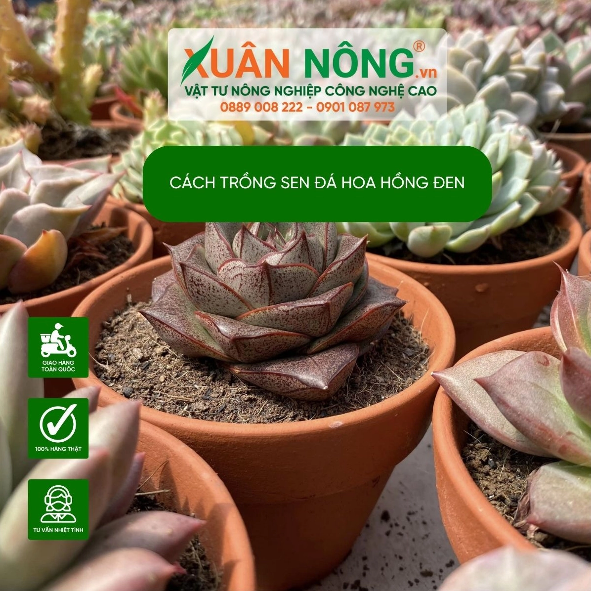 Chậu Sen Đá Hoa Hồng Đen trong quá trình trồng với lớp đất tơi và ánh sáng nhẹ