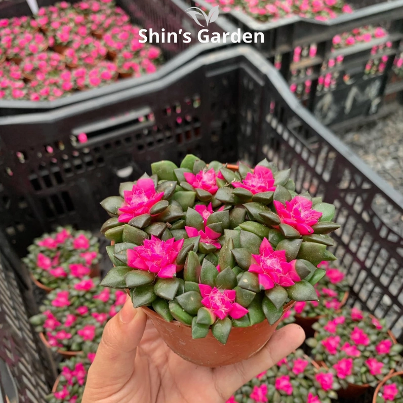 Chậu sen đá hồng sao mini có lá mọng nhỏ, màu xanh hồng nhẹ và dáng trang trí để bàn