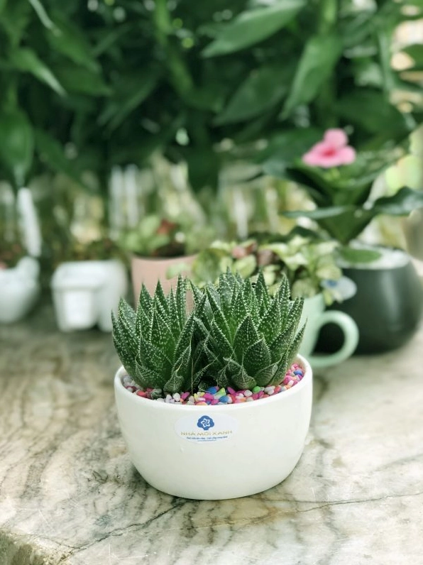 Chậu Sen Đá Sao Biển mini có lá mọng xanh, mép lá nhọn mềm và dáng cây khỏe khoắn