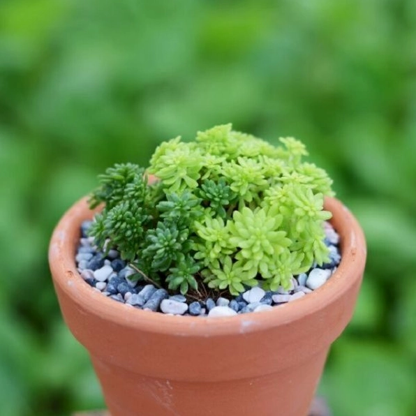 Chậu sen đá sedum với lá mọng nước xếp dày gợi vẻ đẹp nhỏ nhắn và trong trẻo
