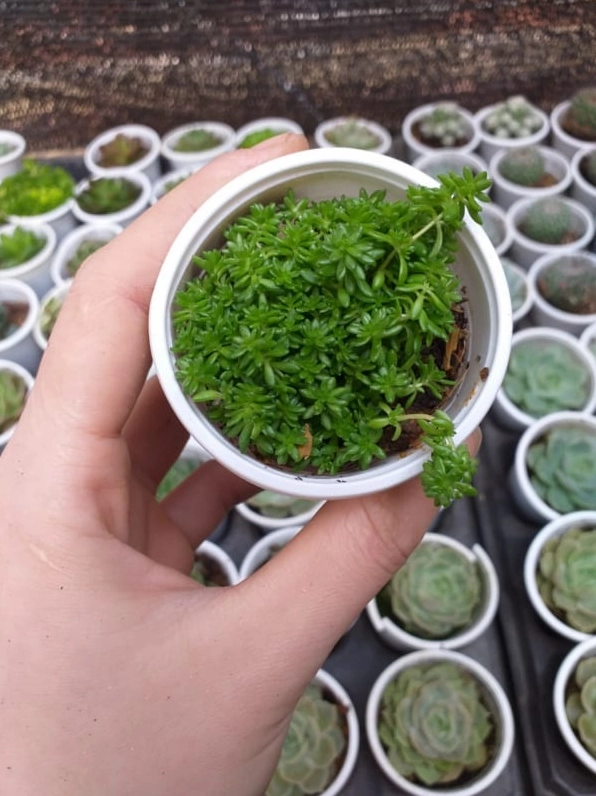 Chậu sen đá Sedum xanh dáng cao với lá nhỏ căng mọng phủ đều quanh thân