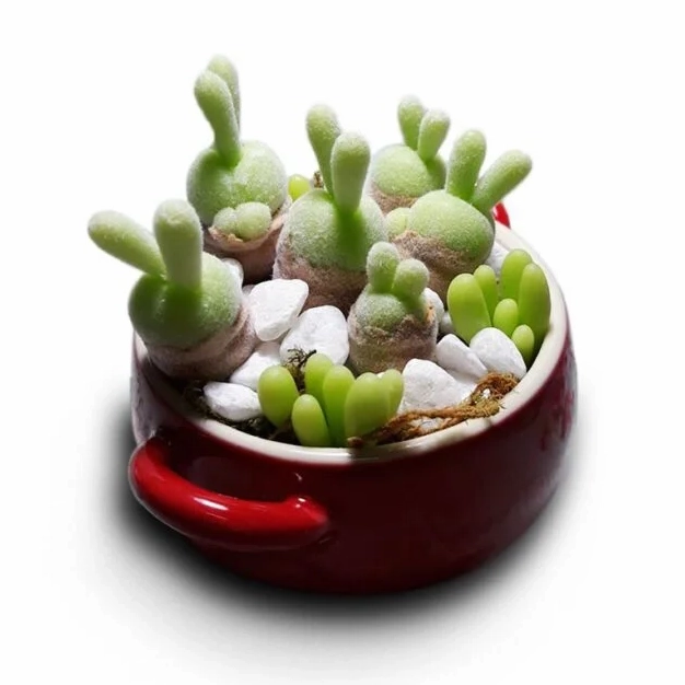 Chậu Sen Đá Tai Thỏ xanh mướt với những chiếc lá nhỏ dựng thẳng tạo hình đáng yêu