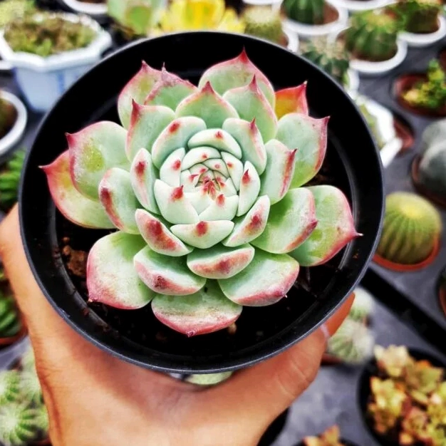 Chậu Sen Đá Viền Đỏ có lá mọng nước xanh non và mép lá ửng đỏ thanh thoát