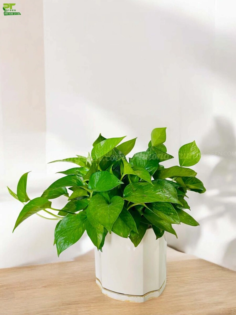 Chậu trầu bà xanh trang trí bàn làm việc với lá xanh dày và bố cục hài hòa