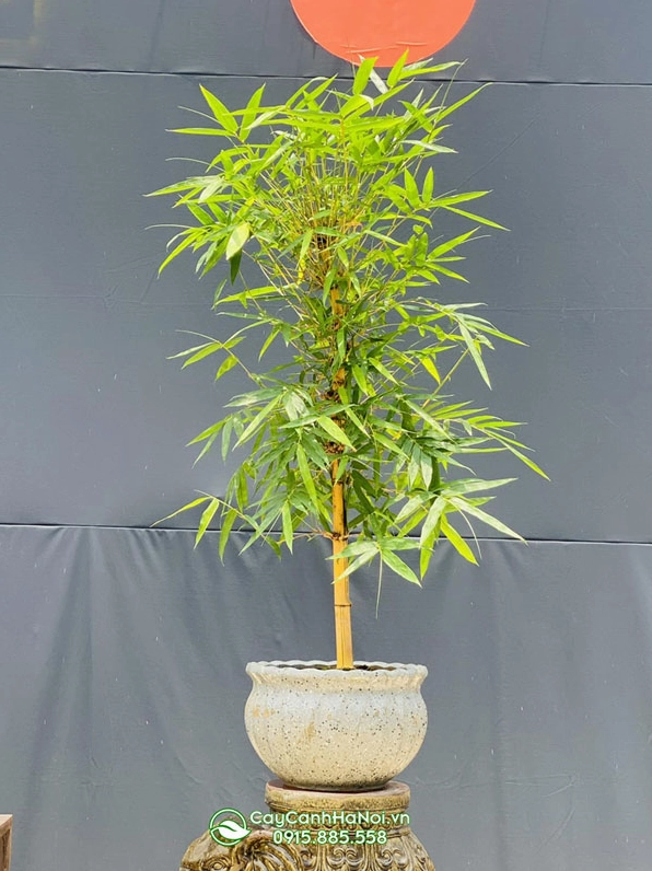 Chậu tre bonsai dáng trực để bàn mang sắc thái thiền tĩnh và ý nghĩa sâu sắc