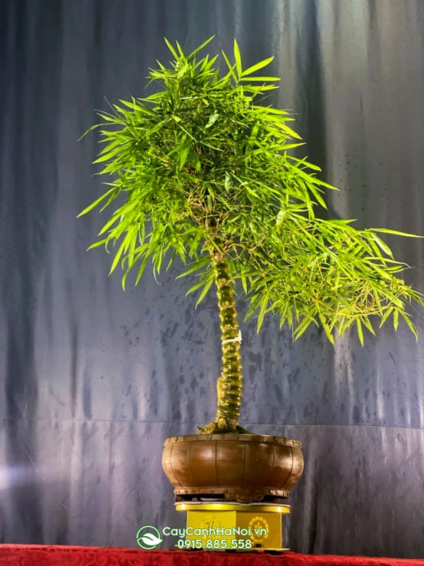 Chậu tre bonsai dáng trực để bàn trà có thân nhỏ và tán lá xanh tinh tế
