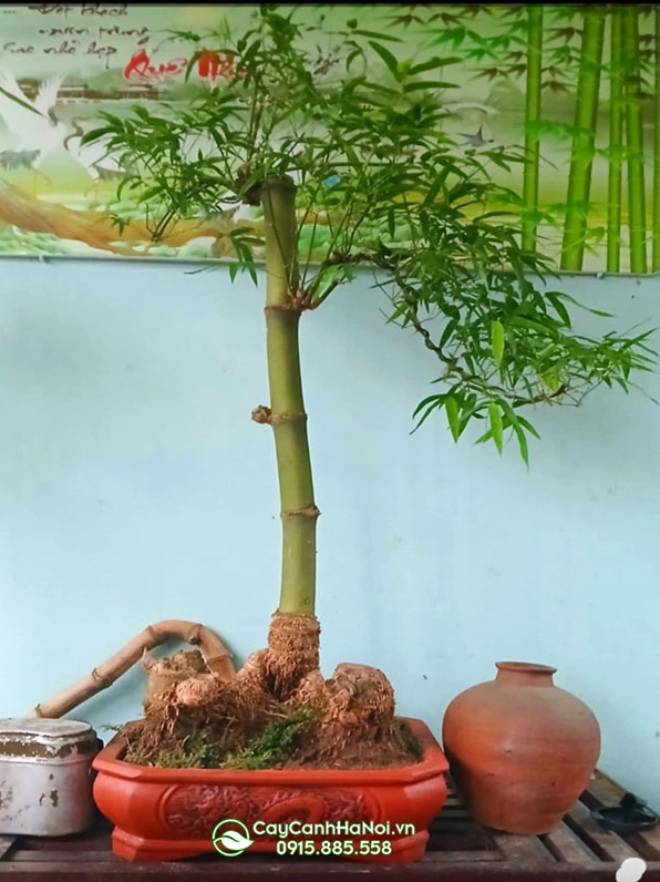 Chậu tre bonsai dáng trực đẹp với tán lá xanh và hình khối cân đối