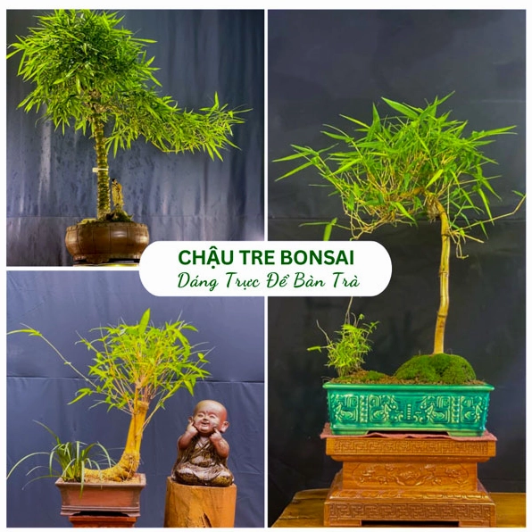 Chậu tre bonsai dáng trực nhỏ gọn đặt trên bàn trà với vẻ đẹp thanh tao