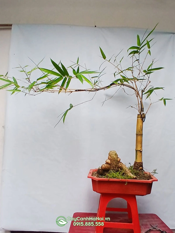 Chậu tre bonsai thế trực được trưng bày với dáng cây gọn và thân xanh khỏe