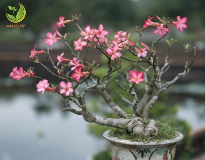 Chậu trồng Cây Hoa sứ có kích thước phù hợp giúp tôn dáng thân và bộ rễ