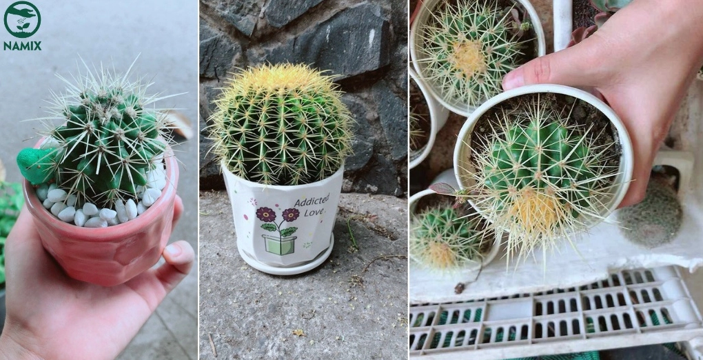 Chậu trồng xương rồng phù hợp cho Xương Rồng Kim Hổ với kiểu dáng gọn và thoát nước tốt
