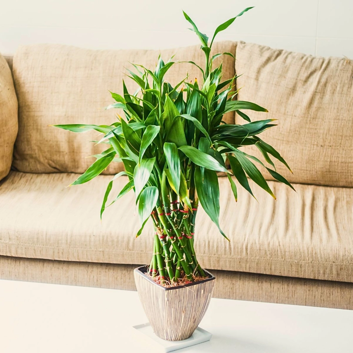 Chậu trúc phú quý xanh non được ghi lại với ánh sáng dịu làm nổi bật thân cây và tán lá