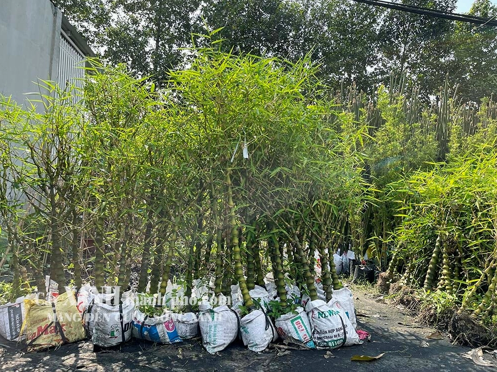 Chậu Trúc Quan Âm xanh khỏe với bố cục đơn giản làm nổi bật vẻ đẹp gần gũi và dễ ứng dụng