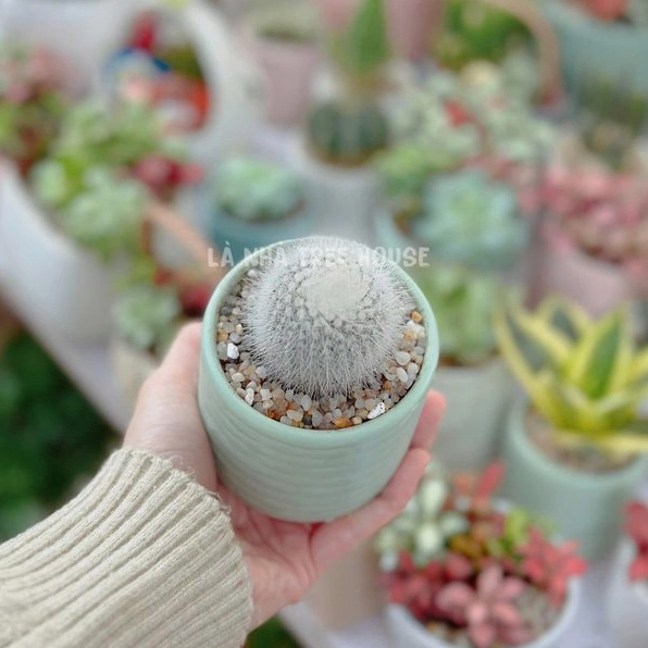 Chậu Xương Rồng Bông nhỏ xinh phủ lớp bông trắng mềm nổi bật trên thân xanh mọng nước
