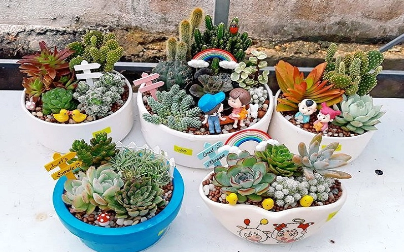 Chậu xương rồng sen đá có hình khối hài hòa với sắc lá mọng và chi tiết hoa nhỏ tinh tế