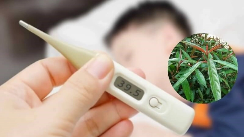 Chiết xuất từ Cây Hoàng Kim Ngọc được gợi tả qua hình ảnh lá tươi và bố cục sáng trong giàu cảm giác thảo mộc